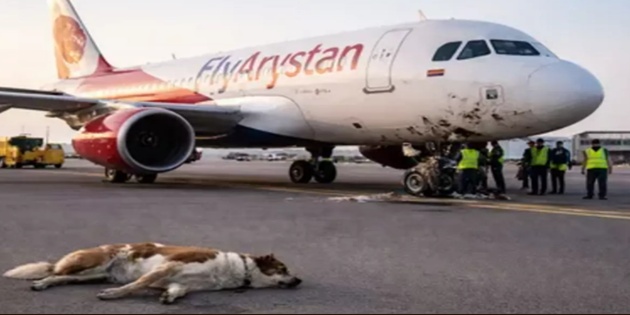 FlyArystan Uçağı İniş Sırasında Köpeğe Çarptı